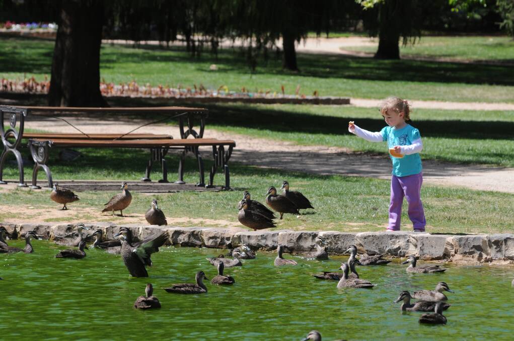 COME AND GET IT: Ayla Daskein feeds the many ducks at Cook Park. photo: JUDE KEOGH