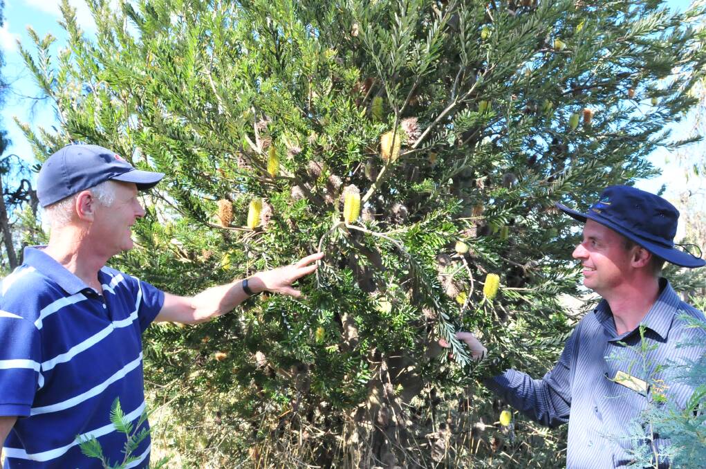 GREEN THUMBS: Neil Jones and Nigel Hobden observe a rare banksia marginata found on the roadside. Photo: STEVE GOSCH