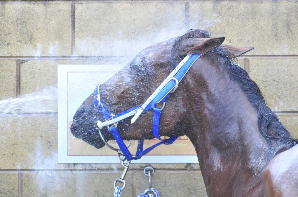 SHOWER: Always Lucky gets a wash down at the Highland Paceway.