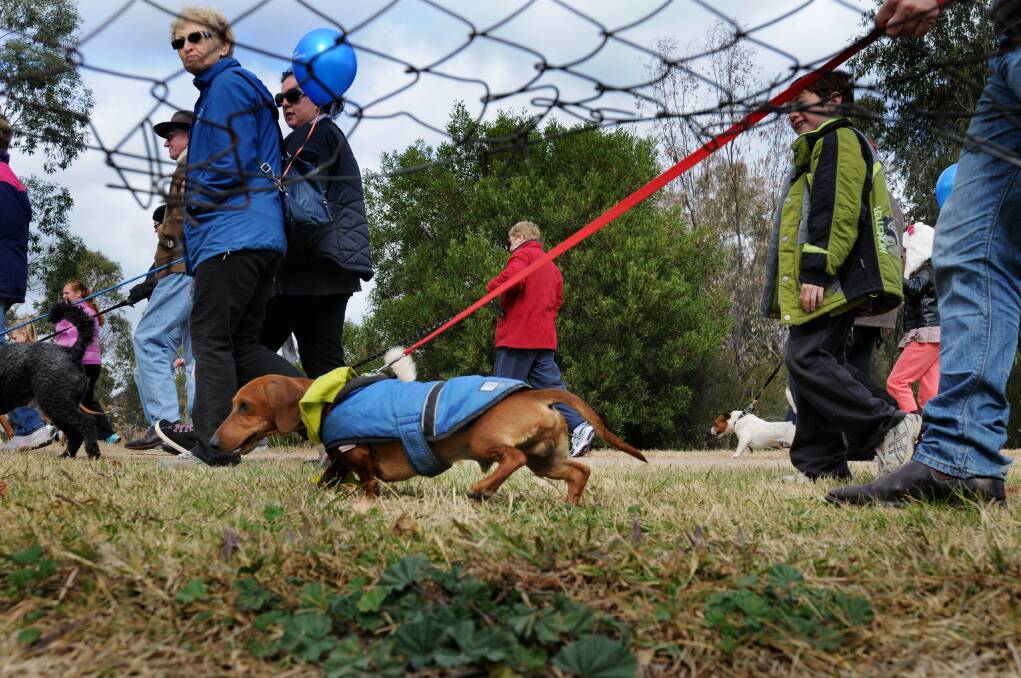WHO LET THE DOGS OUT?: Out for a stroll, published on Monday, May 20. Photo: STEVE GOSCH