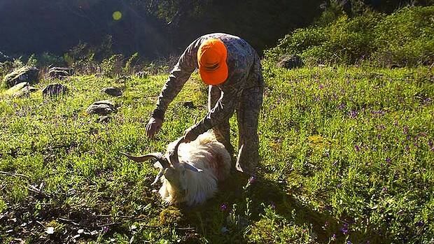 BACK IN THE GAME: Hunting will be allowed in state forests again. Photo: NICK MOIR