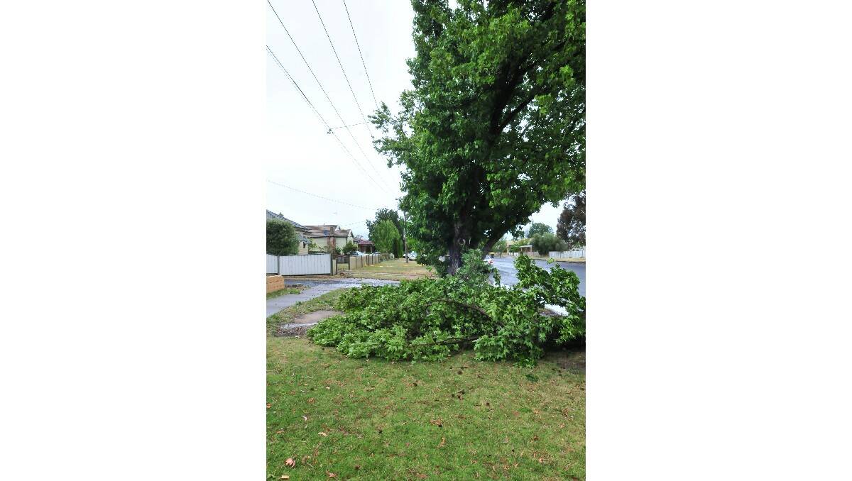 CLEAN UP: This tree in Clinton Street fell victim to Thursday afternoon's storm. Photo: JUDE KEOGH