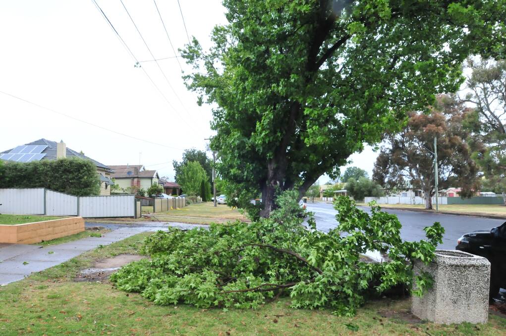 CLEAN UP: This tree in Clinton Street fell victim to Thursday afternoon's storm. Photo: JUDE KEOGH