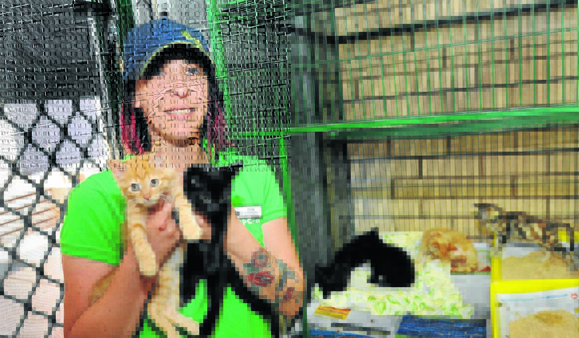 FOSTERING SUCCESS: Orange RSPCA animal attendant Carly Hudson with dumped kittens that have been cared for by a foster carer. Photo: STEVE GOSCH  1229sgrspca