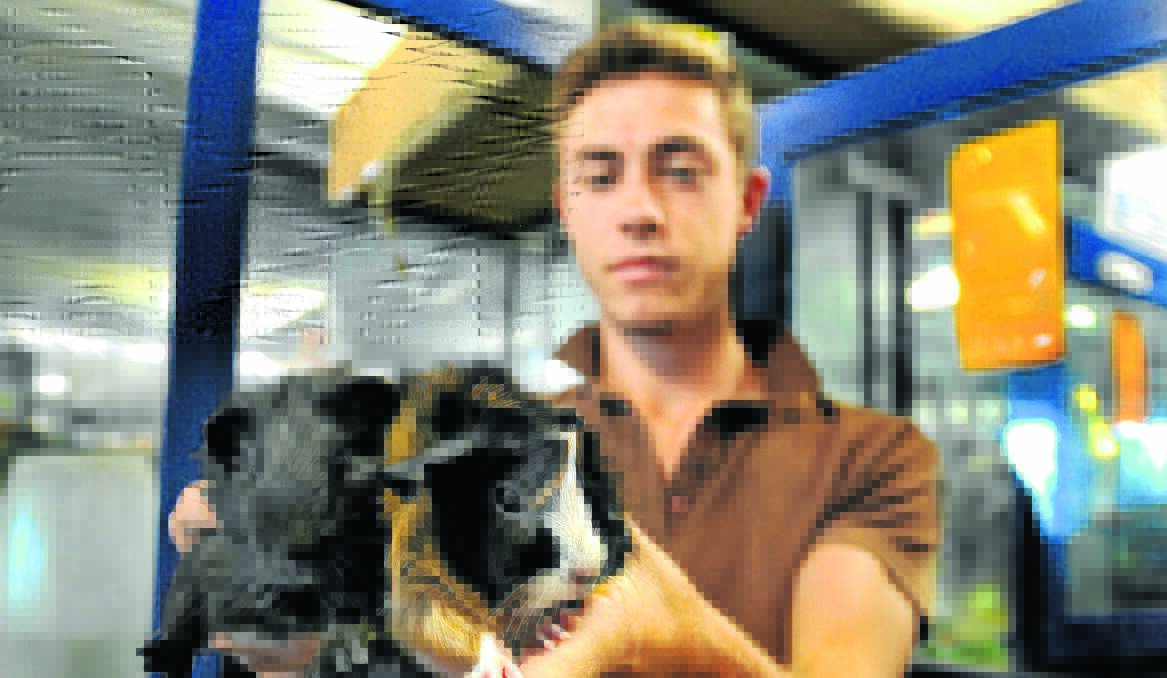 HEARTLESS OWNERS: Mullion Produce Pets and Saddlery pet shop manager Chris Bacon is urging people to stop dumping animals like these little guinea pigs outside the store. Photo: STEVE GOSCH 0131sgmullion1