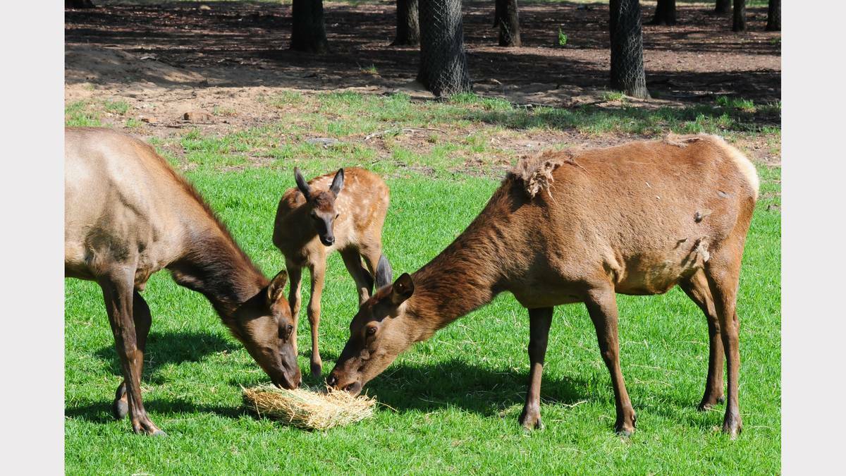 DUBBO: A wapiti fawn was one of the new babies born at Taronga Western Plains Zoo in December. Photo: LOUISE DONGES