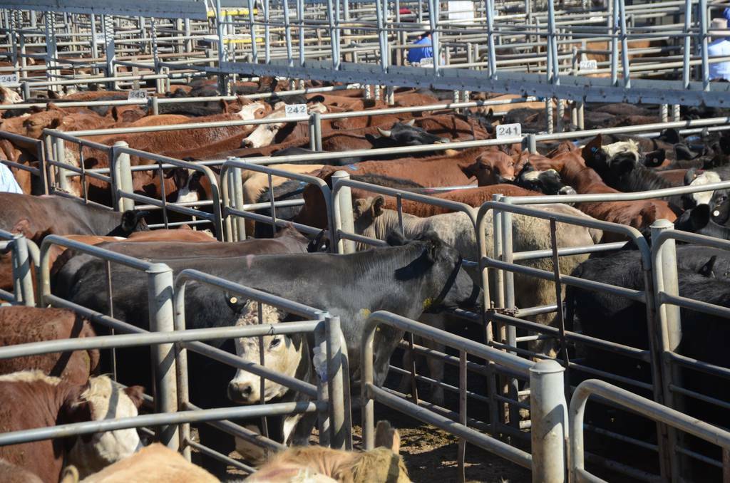 NARROMINE: The Dubbo regional Livestock markets broke drawing and yarding records in 2013. Photo: GRACE RYAN