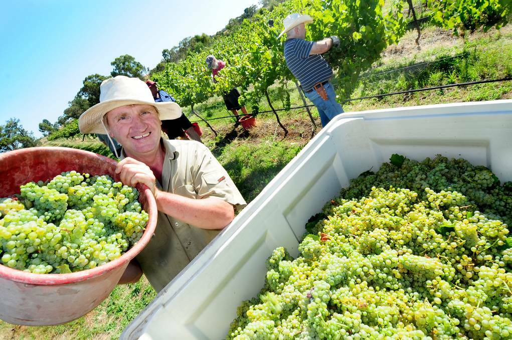 DUBBO: Ken Borchardt empties riesling grapes happy with the harvest. Photo: LOUISE DONGES. 