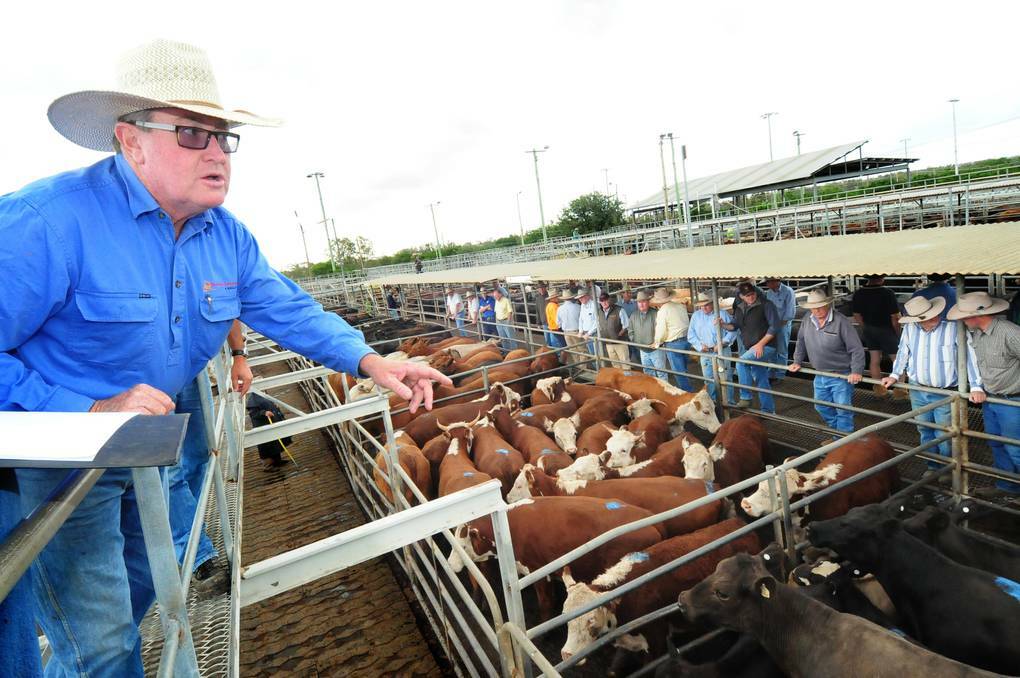 DUBBO: Auctioneer Graeme Board in action at the Dubbo Regional Livestock Market on Thursday. Farmers are concerned they are losing out because of the time it is taking for cattle to be weighed.  Photo: LOUISE DONGES