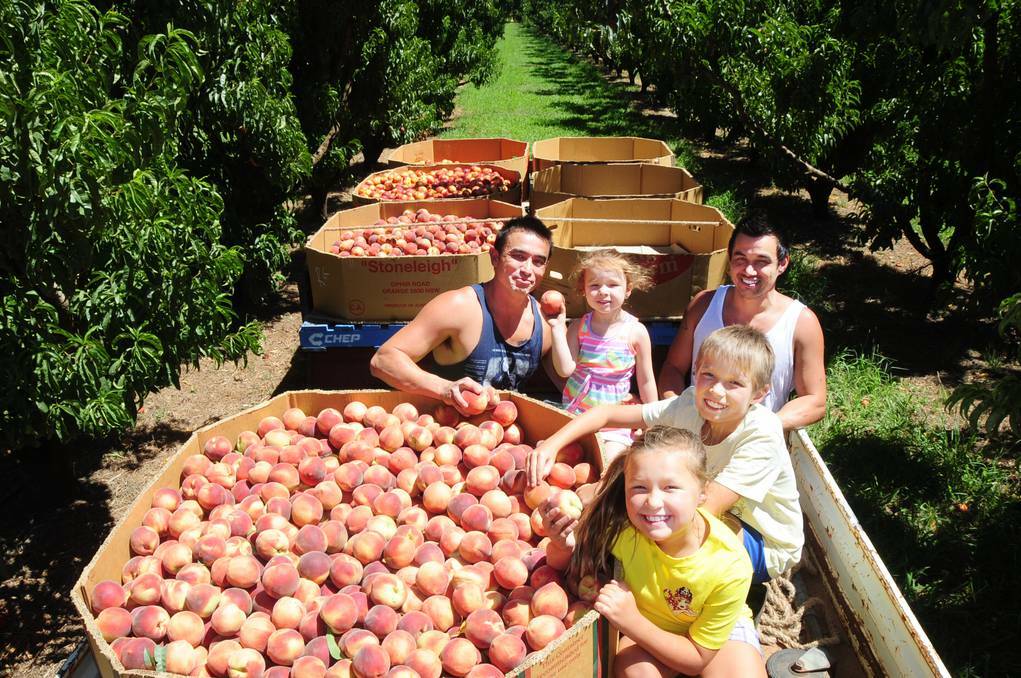 DUBBO: Mick Coon and his daughter Amira, 3, check out Sunnyside Orchard peaches with brother and uncle Paul Coon and his children Toby, 10, and Sienna ,8. Photo BELINDA SOOLE.