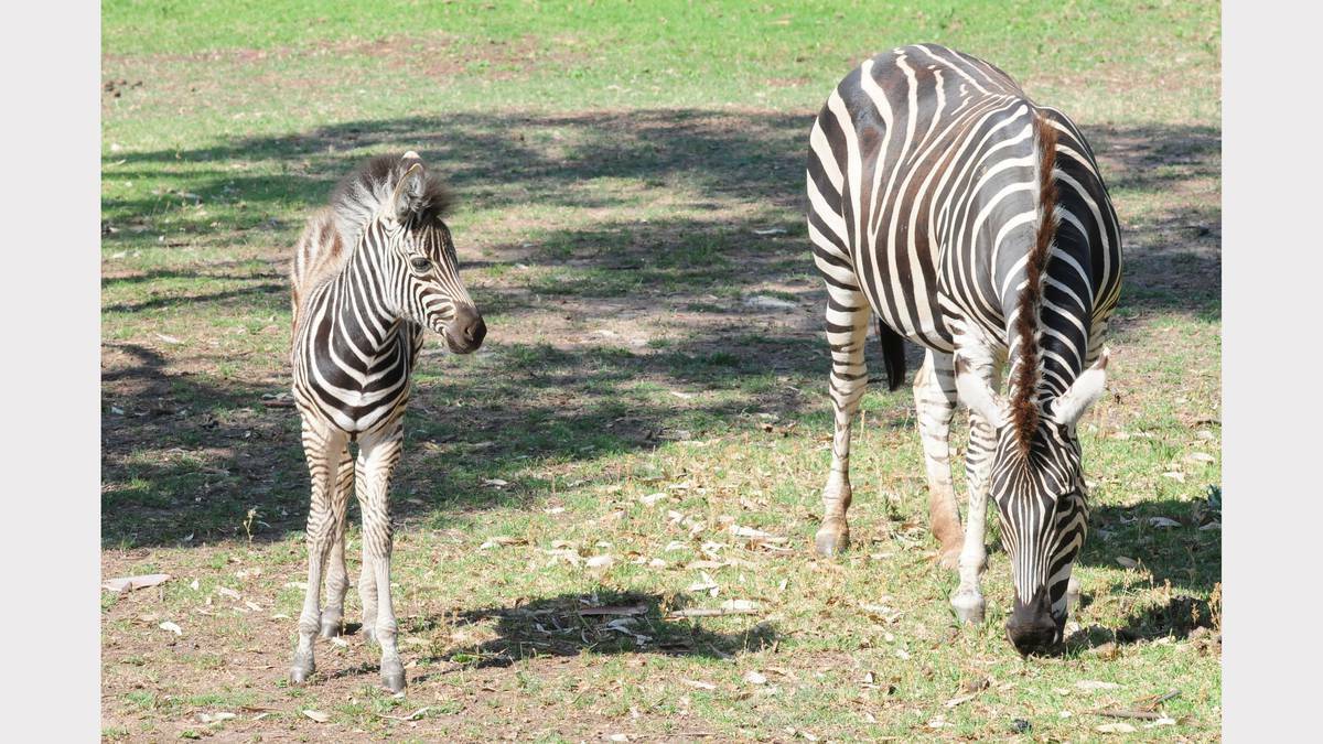 DUBBO: A zebra foal was one of the new babies born at Taronga Western Plains Zoo in December. Photo: LOUISE DONGES