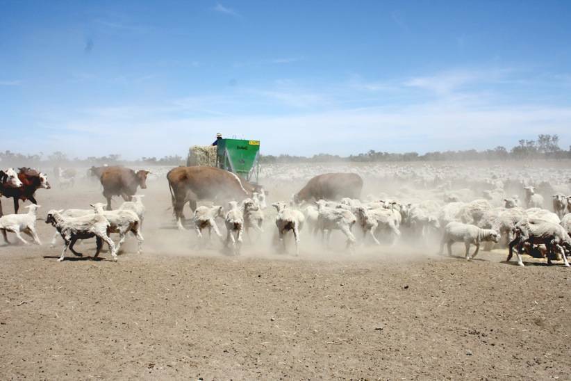 DUBBO: Sheep and cattle storm the feed lines on Yambacoomba, a property about 30 kilometres north of Brewarrina, managed by Murray Bragg who has only been able to feed his stock every second day for four months.