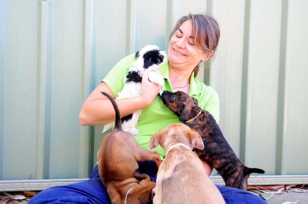 DUBBO: RSPCA shelter manager Nicole Balzer with a number of pups surrendered to the service, there have been over 100 unwanted dogs and cats arrive at the RSPCA in the first two weeks of January. Photo: LOUISE DONGES