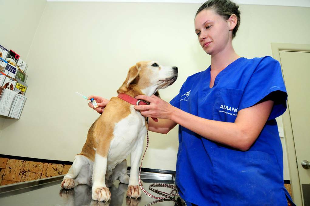 DUBBO: Dr Lucy Ducat is encouraging dog owners to vaccinate their pets against parvovirus. Photo: LOUISE DONGES