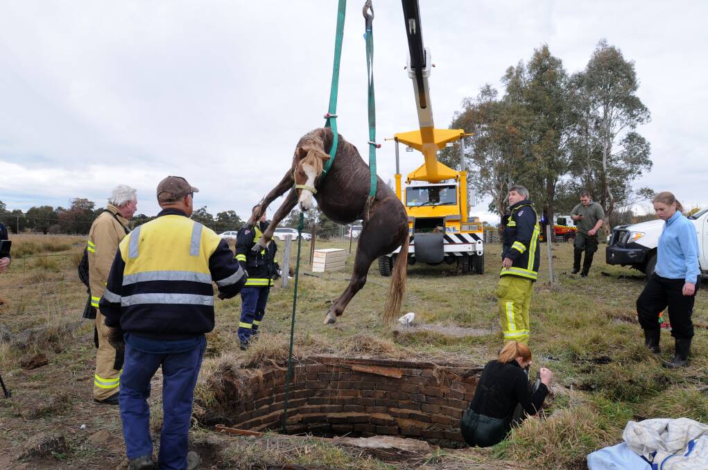 Fuzz, a two-year-old Welsh mountain pony,  is lifted to safety from the well on a property near Orange. Photo: Steve Gosch 
