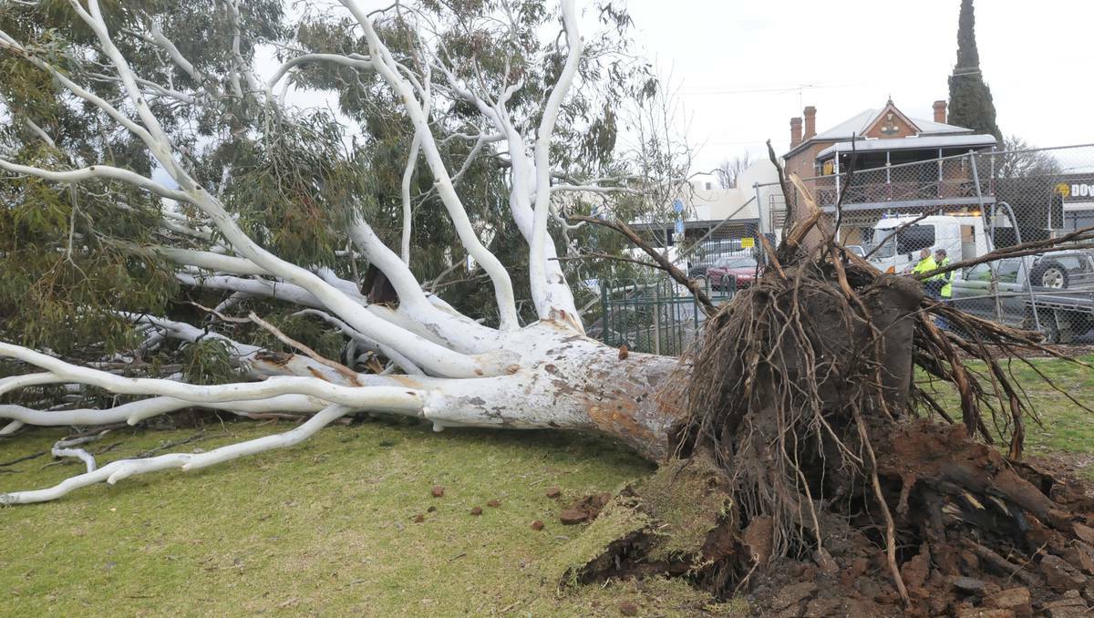 BATHURST: Strong winds brought an old tree down on three cars parked in William Street on Monday afternoon. 