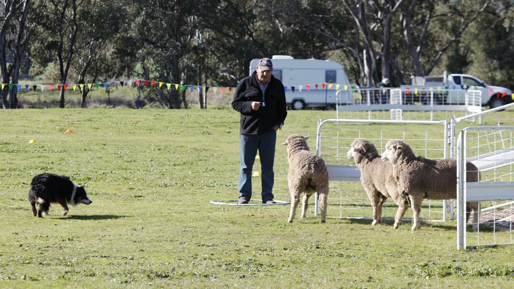 COWRA: Greg Campbell from Sutherlands Creek in Victoria, competing in the sheep dog trial heats Morongla Show ground.