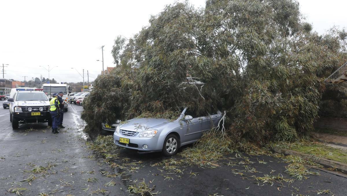 BATHURST: Strong winds brought an old tree down on three cars parked in William Street on Monday afternoon. 