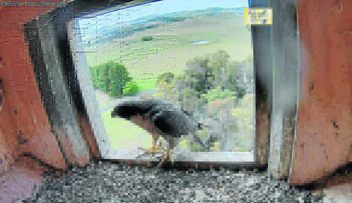 WHERE EAGLES DARE: Falcon perched high above.