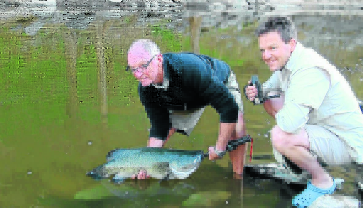 THE REEL STORY: Angler Peter Whitton and Fishing Australia TV host Rob Paxevanos with a 77 centimetre Murray cod caught at the site of the Macquarie pipeline. 