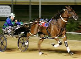 HOMECOMING: Trainer-driver John McCarthy is returning to Bathurst with Washakie.