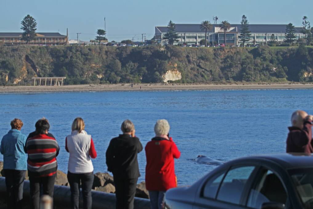 A crowd gathers to watch the whales at Portland. PHOTO: Bob McPherson.