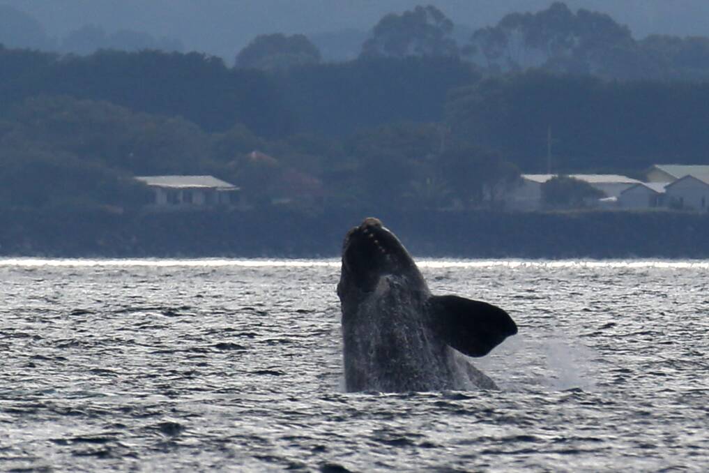 A whale breaches at Portland.