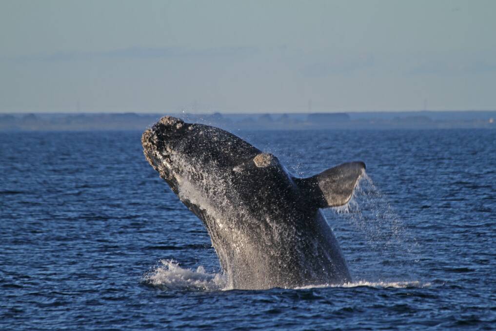 Bob McPherson sent these whale images to The Standard this week.