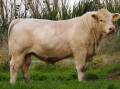 An 18-month-old Charolais bull in his best suit. Picture supplied