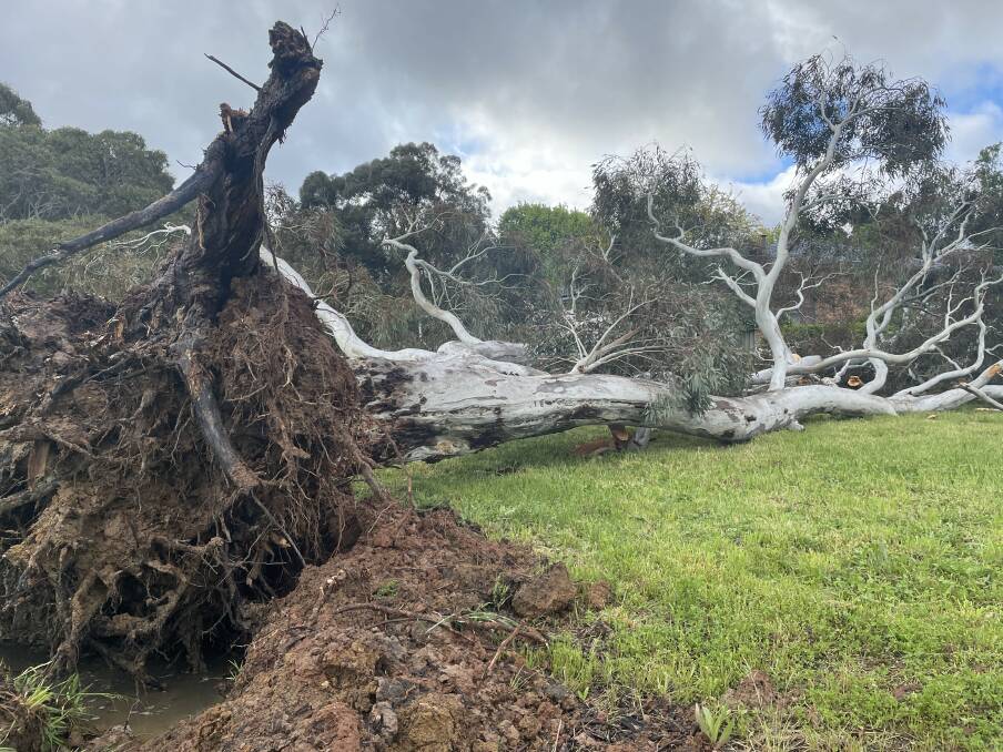 A large gum tree was left uprooted at the end of Tudor Place. Picture by Dominic Unwin