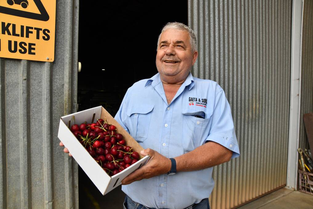 Orchardist Guy Gaeta shows off the last of the unusually large cherries from this season. Picture by Jude Keogh