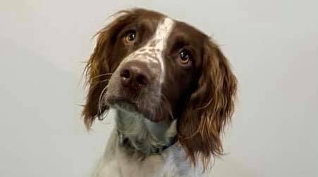 LOST: Bomb detection dog Suki has been on the run for almost a week. Photo: SUPPLIED