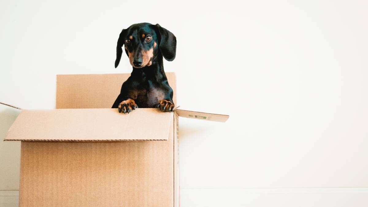 Does your furry friend have a pet CV? Including one could help your rental application get over the line. Picture: Shutterstock 