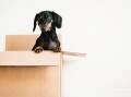 Does your furry friend have a pet CV? Including one could help your rental application get over the line. Picture: Shutterstock 