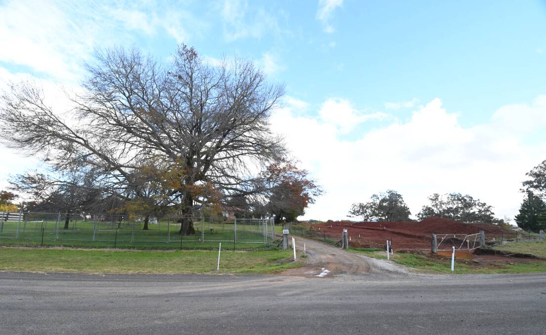 BAD STATE: The all but dead pin oak at 5 Borrodell Drive. Photo JUDE KEOGH
