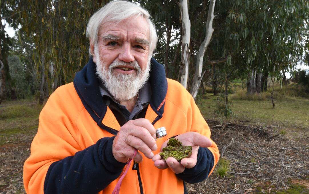 TINY TREASURE: Dr Richard Medd with an sample of moss and liverworts that grow in his front paddock. The nearby Mount Canobolas State Conservation Area is home to 200 species of bryophytes and lichen. Photo JUDE KEOGH