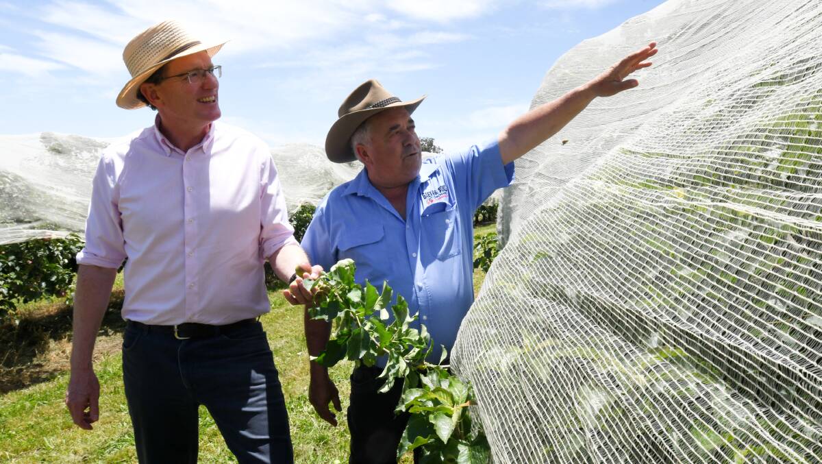 NET GAIN: Member for Calare Andrew Gee inspects the protective netting orchardist Guy Gaeta has in place over his cherry crop. Photo JUDE KEOGH