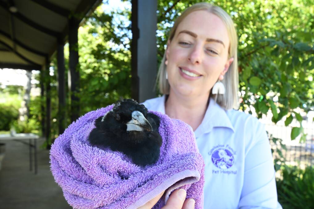 WINGED: Canobolas Family Pet Hospital's Cass Blacklow with a magpie injured when hit by a car. Photo JUDE KEOGH