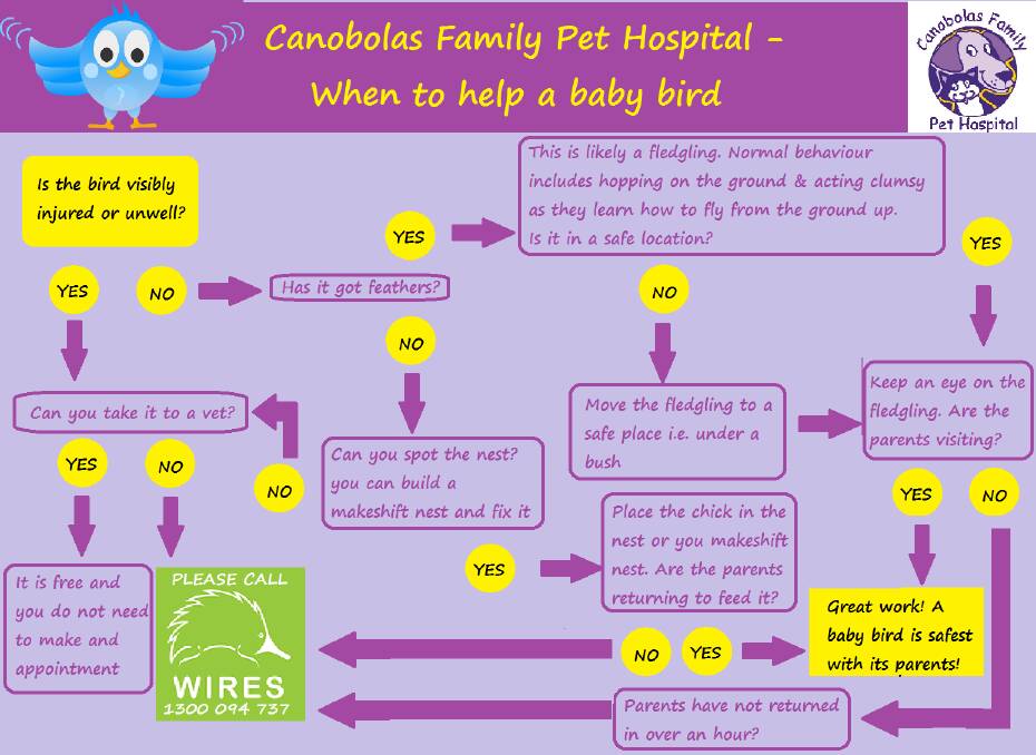 DOES IT NEED YOUR HELP: Sometimes baby birds can survive without our help. Check this flow chart out.