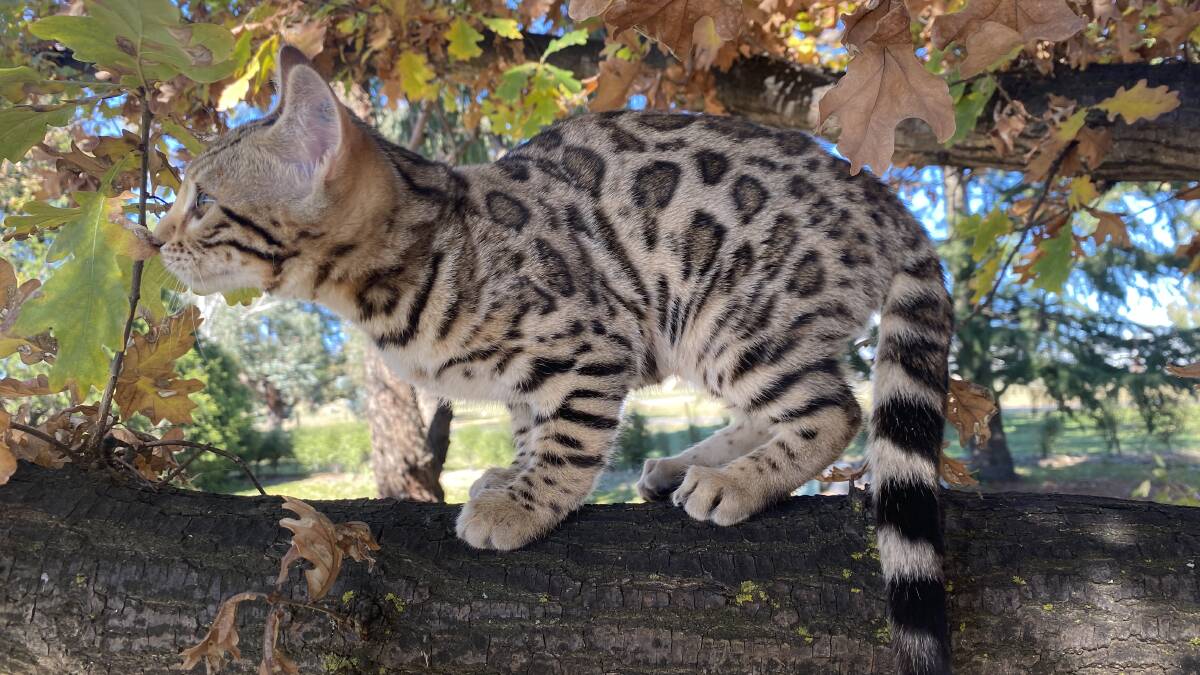 LITTLE LEOPARD: A Bengal kitten.