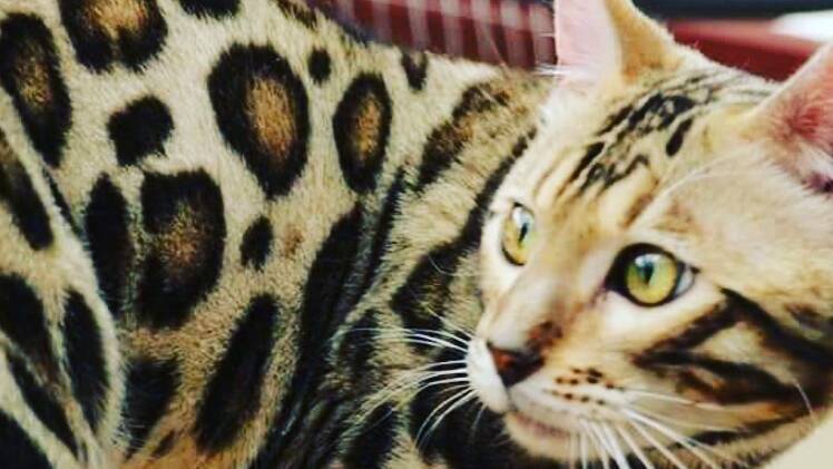 Beautiful Bengals are not for the faint-hearted