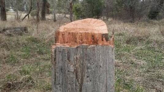 STUMPED: What's left of a tree in Hinton Reserve.