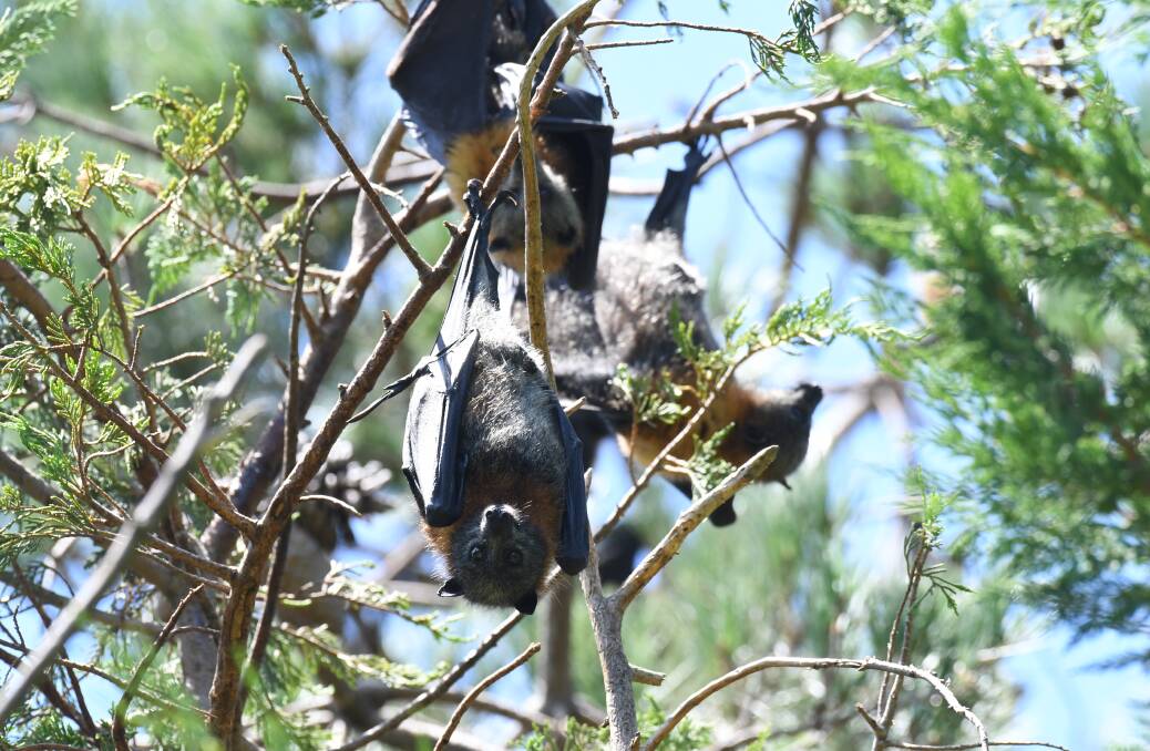 THEY'RE BACK: Flying foxes have returned to their traditional Ploughman's Lane roost. Photo JUDE KEOGH