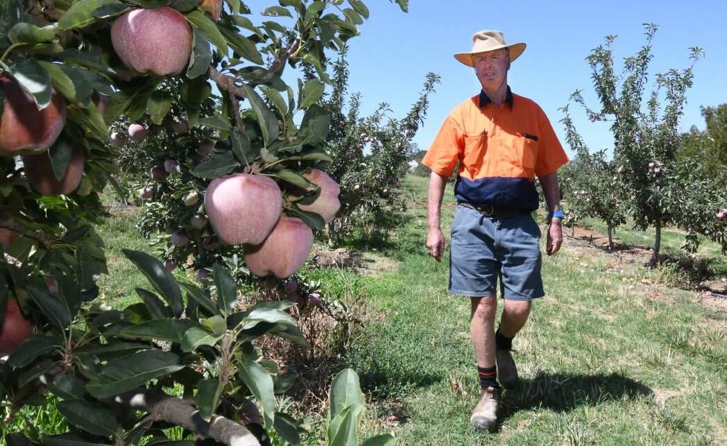 Fruit grower Peter West at one the Westcastle Partnership's orchards. 