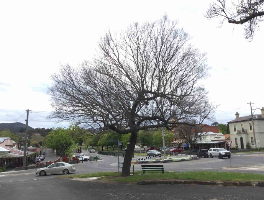 The once proud heritage listed Chinese Elm in winter. Photo: City of Ballarat