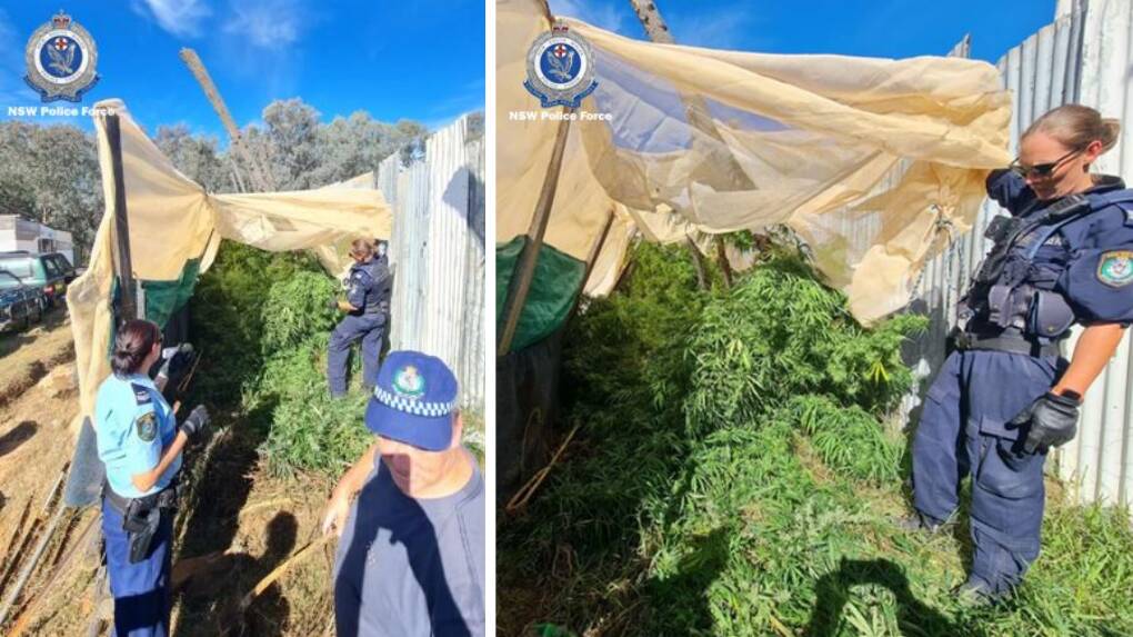 Police discover nearly 40 cannabis plants south of Central West, including fireworks, military-grade smoke grenades, and a firearm. Pictures by NSW Police.