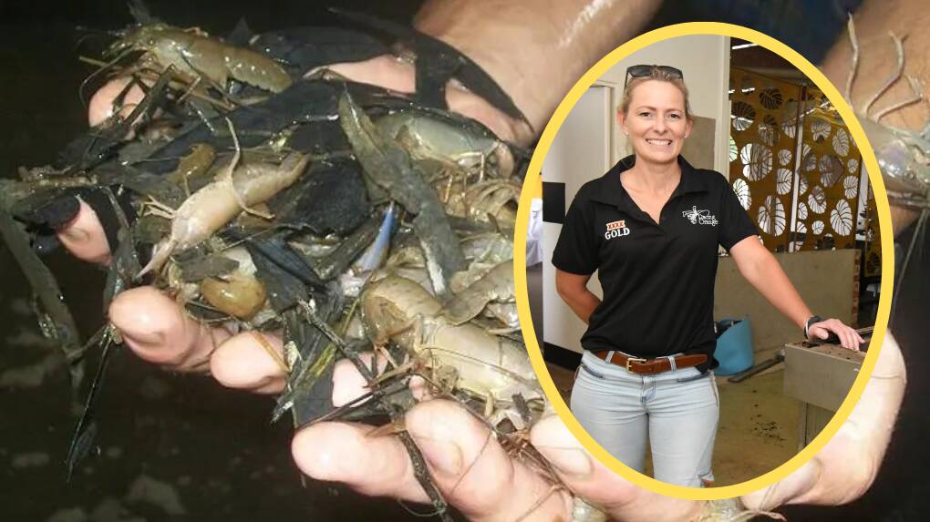 Racing Orange's general manager, Bree McMinn is determined for racing to still go ahead, with a 'Memorial Day Yabby Racing' event locked in. Picture by Narrabri Fish Farm and file.