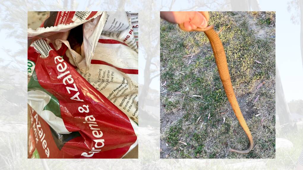 Eastern brown snakes found in a bag of potting mix in Molong on Sunday, with another being removed in Windera on October 24. Pictures from Orange Snake Service via Facebook.