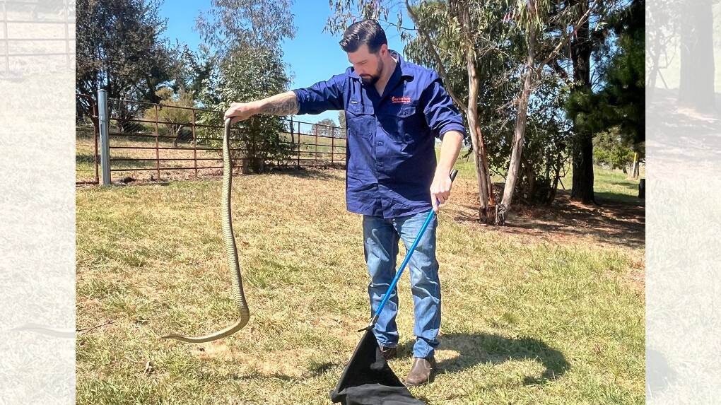 Licensed snake catcher with Orange Snake Service, Jake Hansen recently removed yet another eastern brown snake in the Central West. Picture supplied.