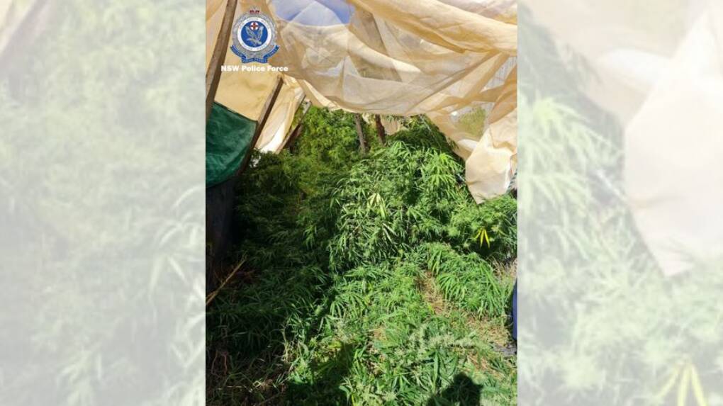 Police discover nearly 40 cannabis plants south of Central West, including fireworks, military-grade smoke grenades, and a firearm. Pictures by NSW Police.